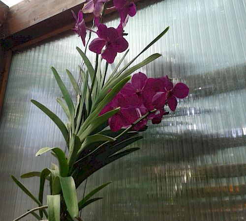 Gallery Vanda - vanda-1.jpg