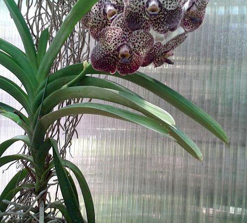 Gallery Vanda - vanda_2.jpg