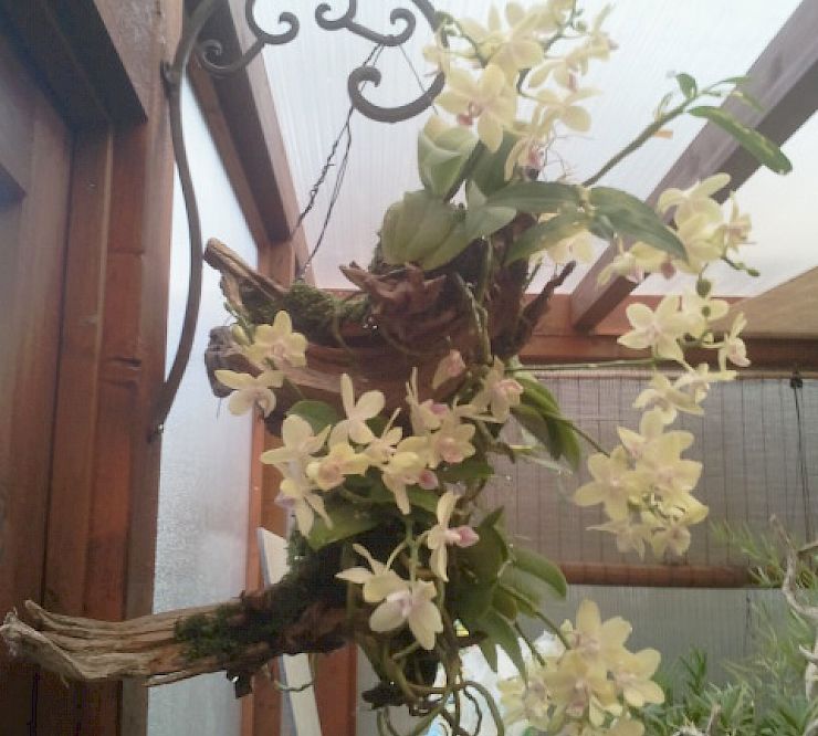 Gallery Cattleya - cattleya.jpg